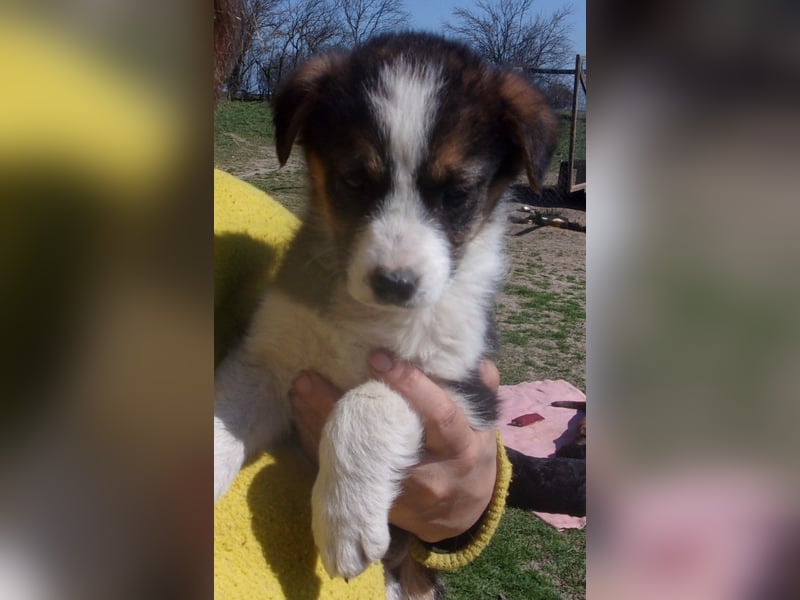 VOGUE ❤ EILIG! sucht Zuhause oder Pflegestelle