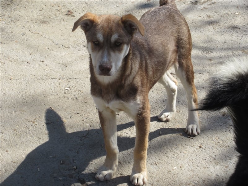 KRIS ❤ sucht Zuhause oder Pflegestelle