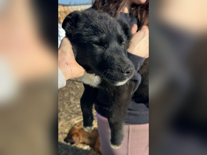 Wolle, lustiger Hundebub sucht sein Glück