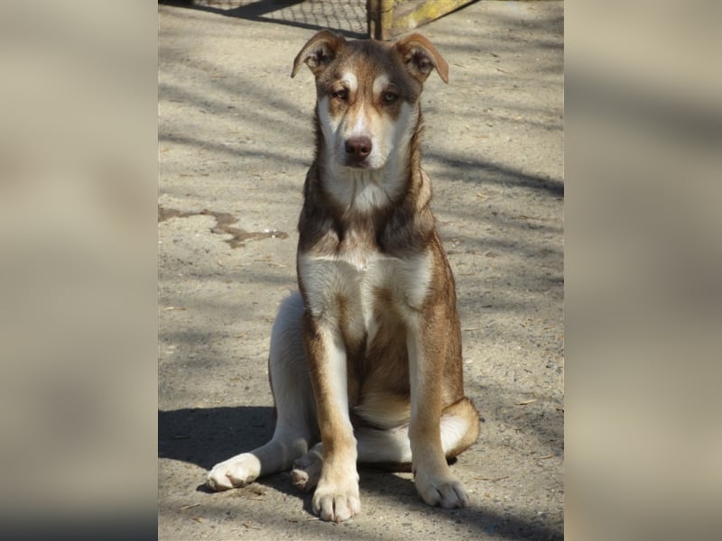 KRIS ❤ sucht Zuhause oder Pflegestelle