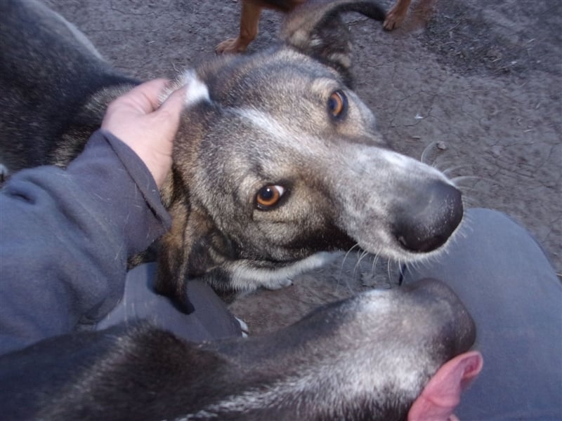 FRAYER ❤ sucht Zuhause oder Pflegestelle