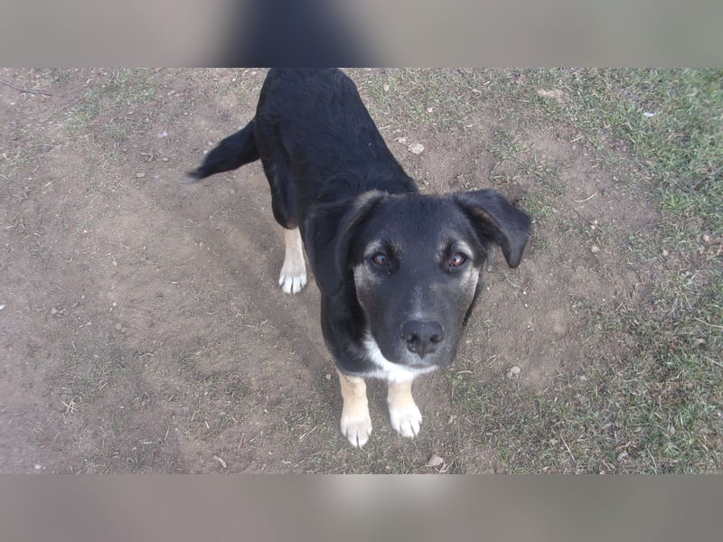 AFFONSO ❤ sucht: Zuhause oder Pflegestelle