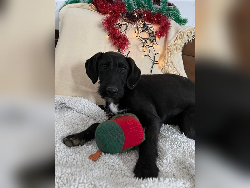 SKY ❤ sucht Zuhause oder Pflegestelle