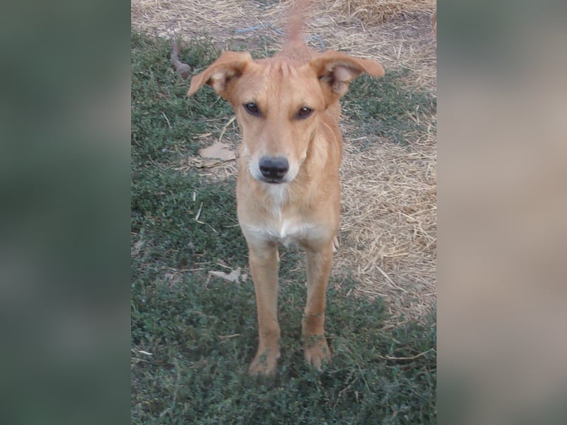 MITTER ❤ EILIG! sucht Zuhause oder Pflegestelle