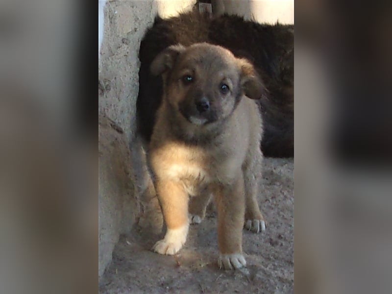 CARLOS ❤ sucht Zuhause oder Pflegestelle