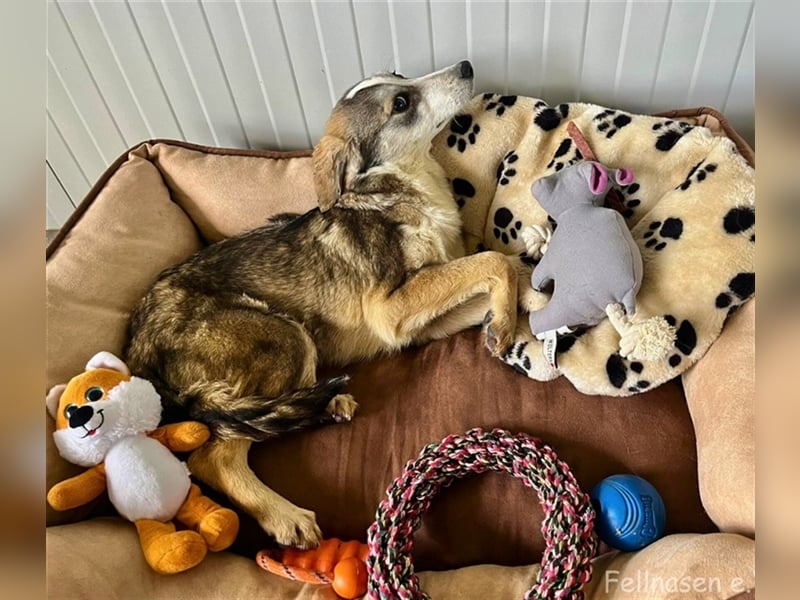 GODIVA ❤  wartet in 72275 Alpirsbach auf Dich