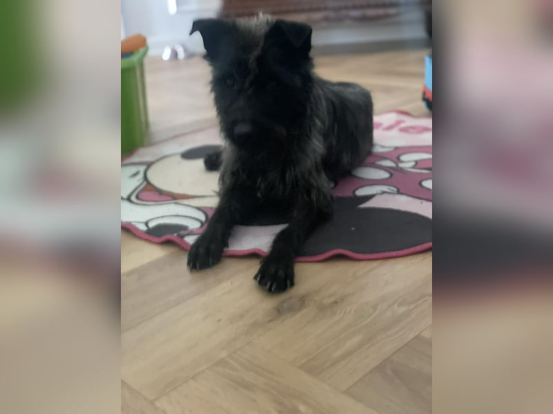 Xana, Hundemama sucht liebevolles Zuhause