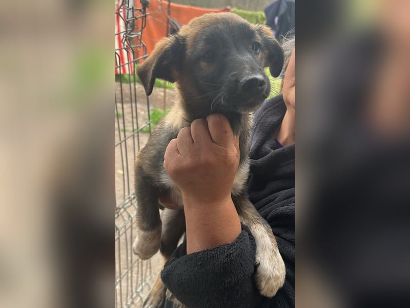 Alleen, kleine Schönheit sucht liebevolles Zuhause