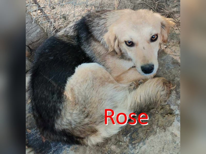 ROSE ❤ sucht Zuhause oder Pflegestelle