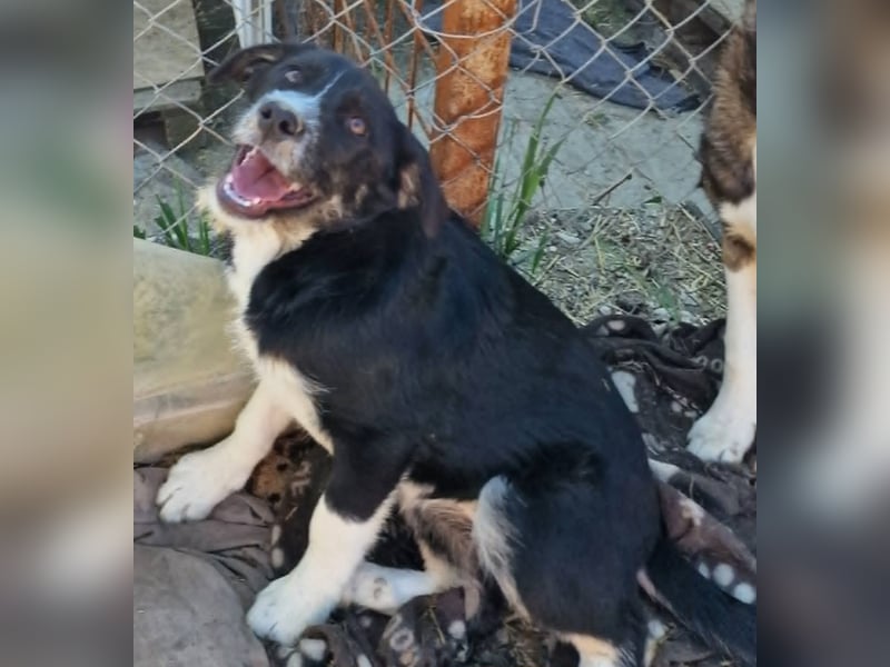 Toffy, kleines Hundemädchen sucht liebevolle Hände