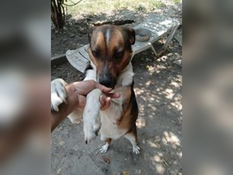 ZEZA ❤  sucht Zuhause oder Pflegestelle
