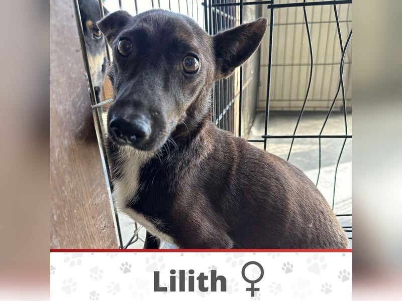LILITH ❤ sucht Zuhause oder Pflegestelle