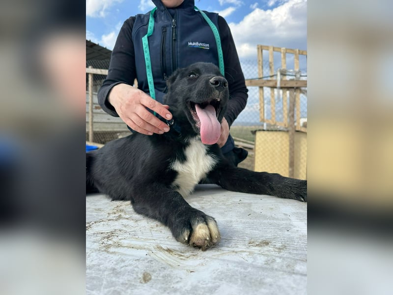 Wolle, lustiger Hundebub sucht sein Glück