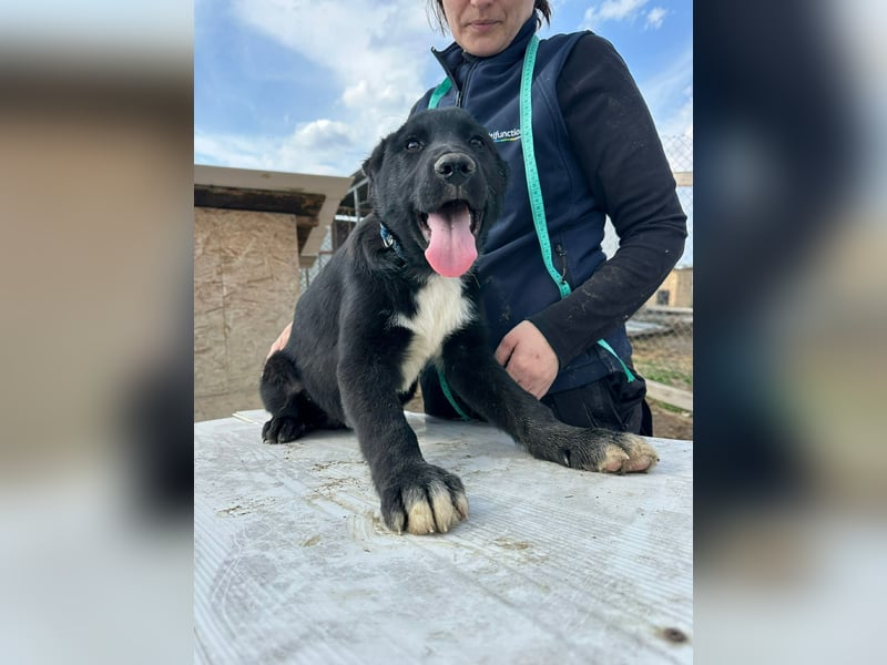 Wolle, lustiger Hundebub sucht sein Glück