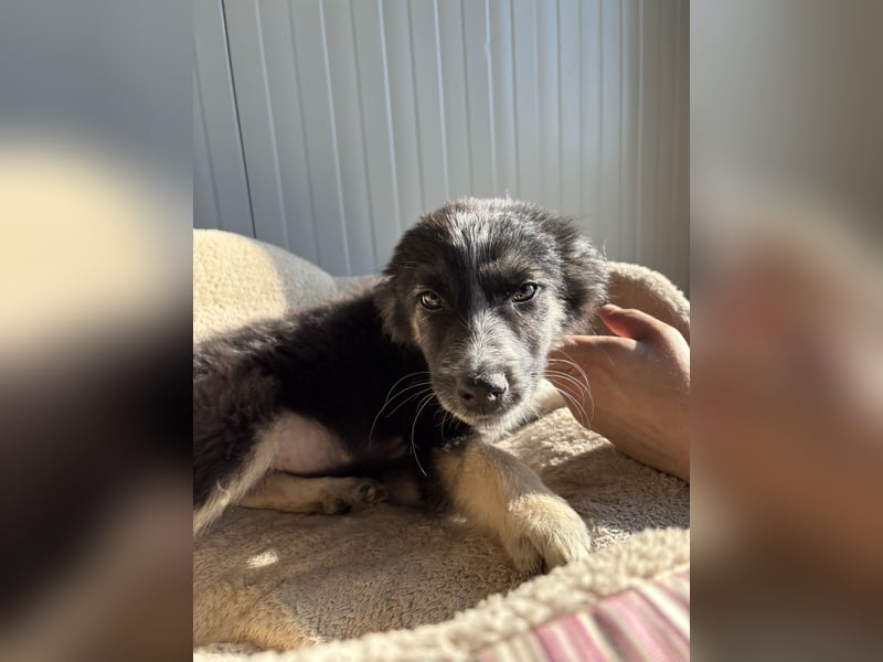 RONDA ❤  wartet in 42281 Wuppertal auf Dich