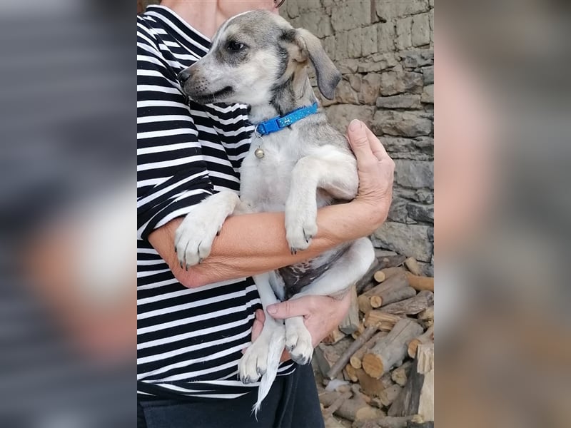 SISSY ❤ sucht Zuhause oder Pflegestelle