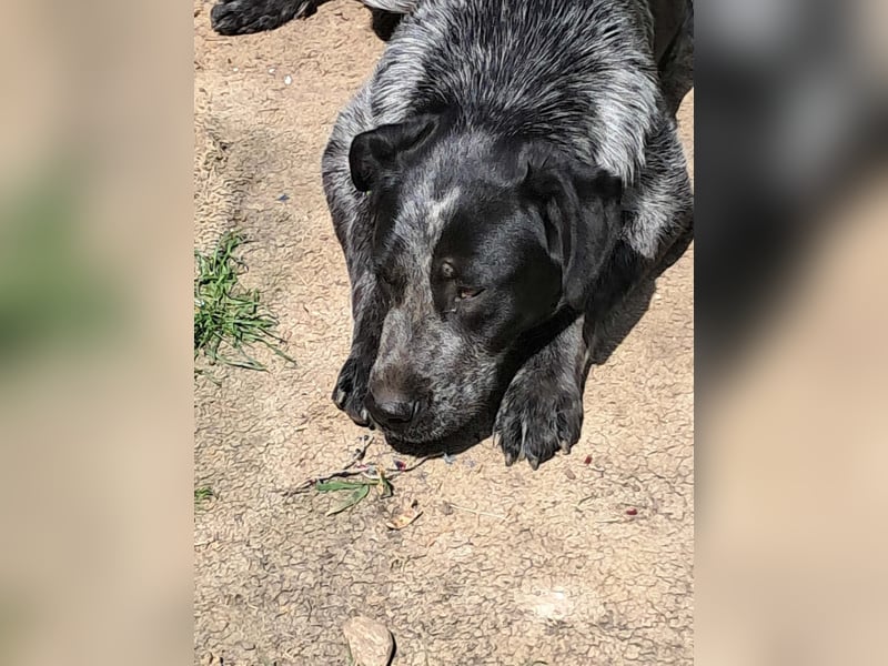 Berta, Hundemädchen sucht liebevolle Hände