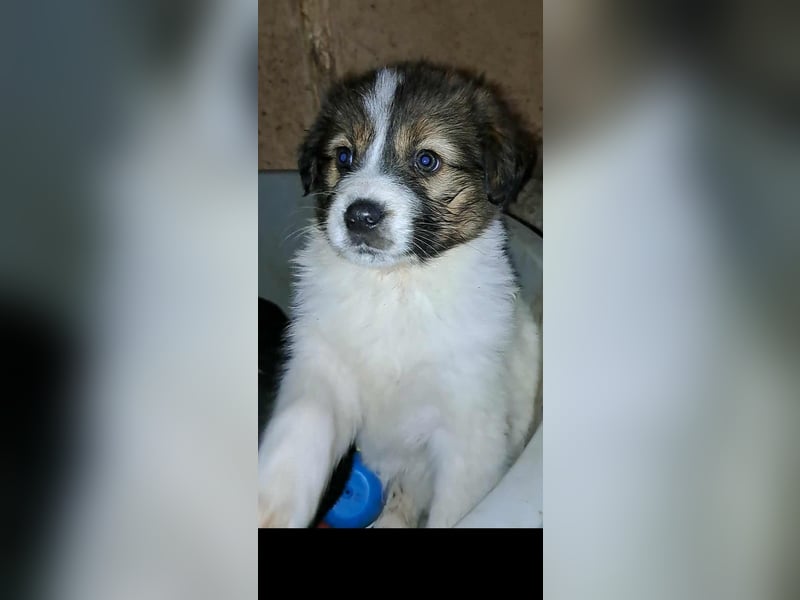 DESI ❤ EILIG! sucht Zuhause oder Pflegestelle