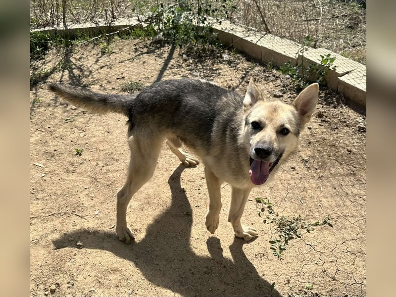 SIMON ❤ EILIG! sucht Zuhause oder Pflegestelle