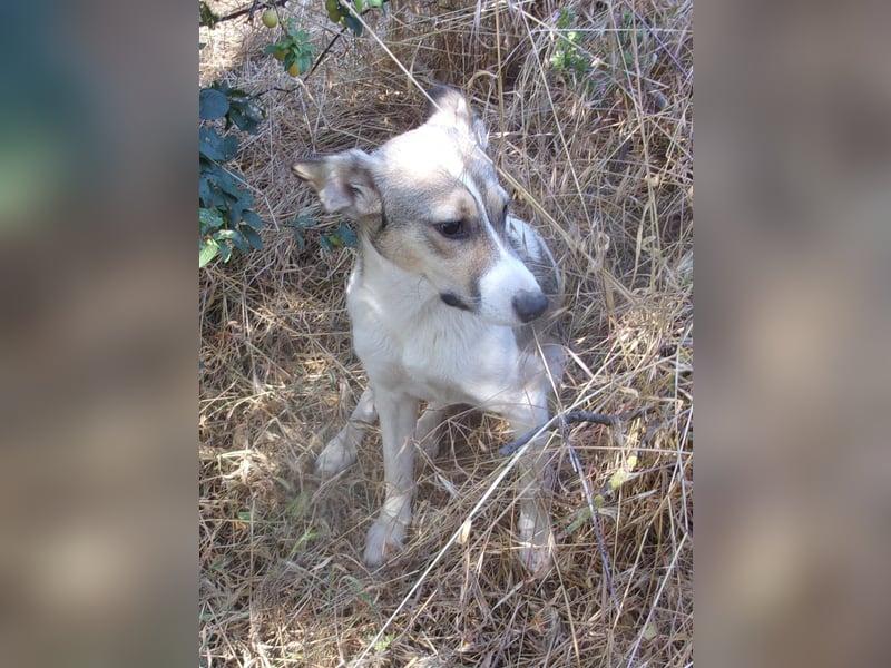 XAVION ❤ sucht Zuhause oder Pflegestelle