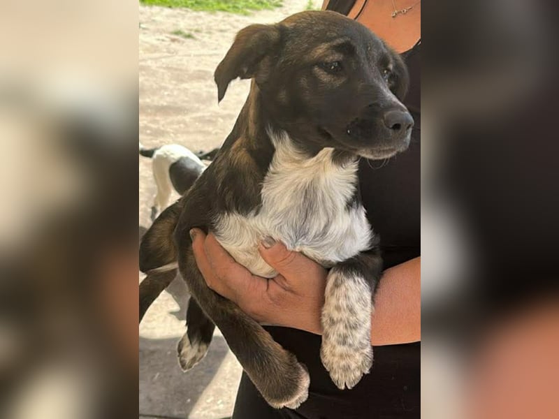 Ava, zauberhaftes Hundemädchen sucht ihre Menschen