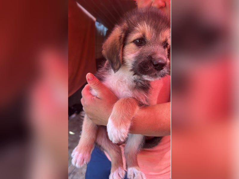 Dana, kleines Hundekind sucht Anschluss