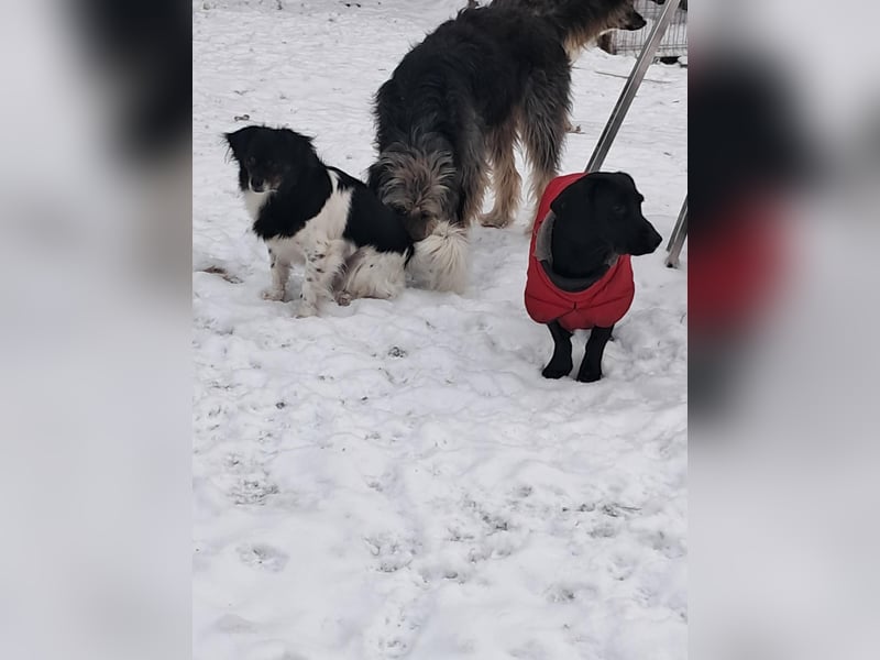 Maya, zauberhafte Hündin sucht Gesellschaft