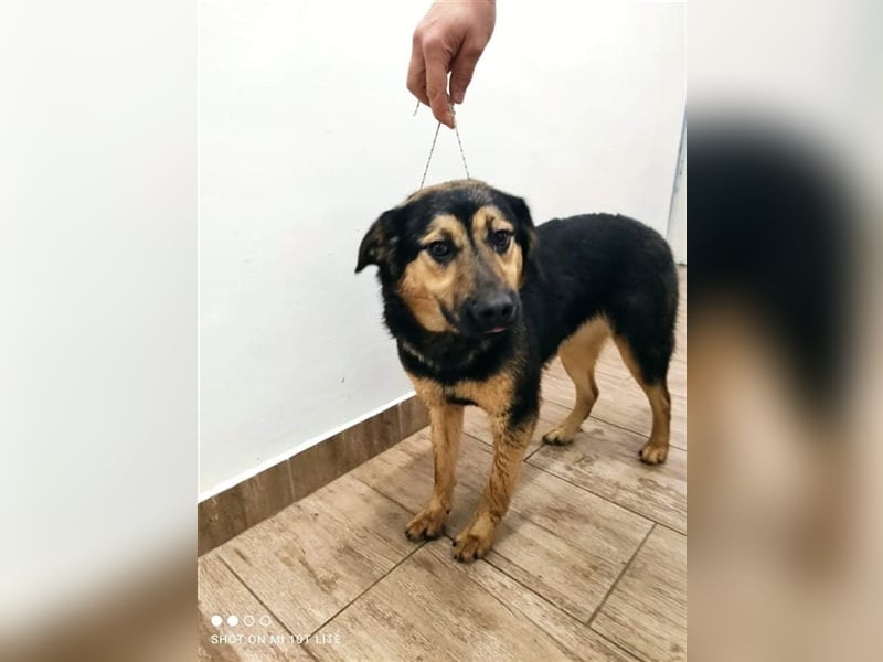 NOLA ❤ sucht Zuhause oder Pflegestelle