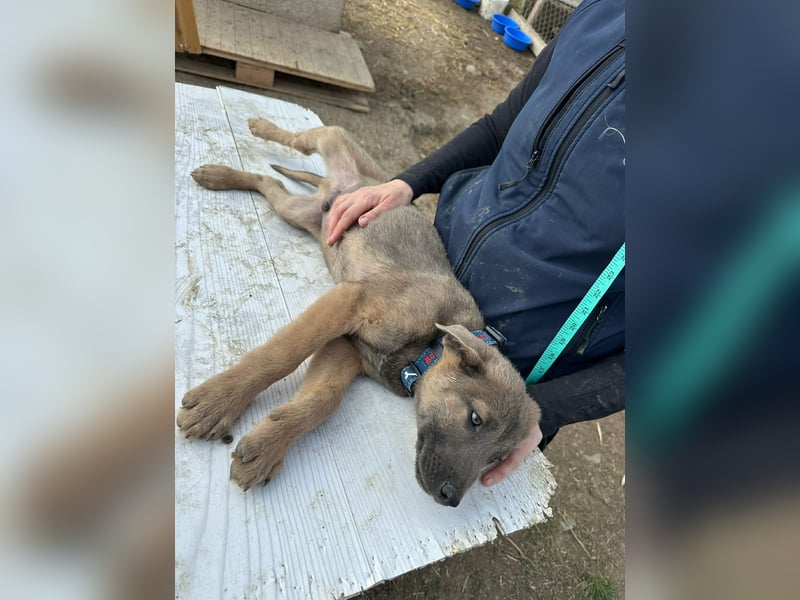 Xerox, süßer geht fast nicht