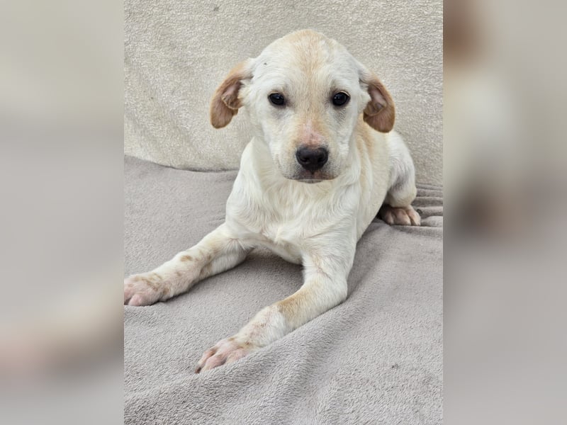 Daisy - zuckersüßes Hundemädchen