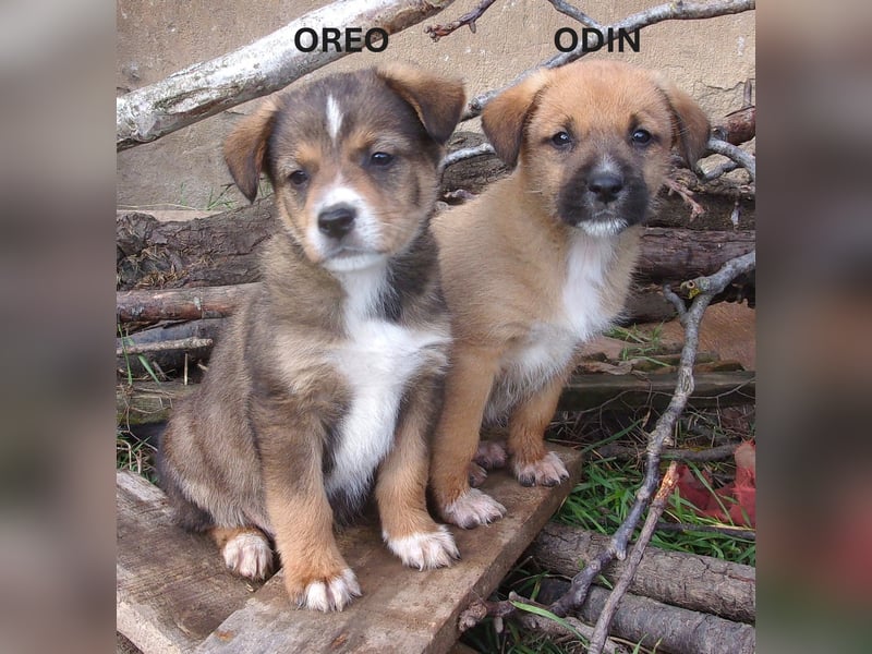 OREO ❤ EILIG! sucht Zuhause oder Pflegestelle