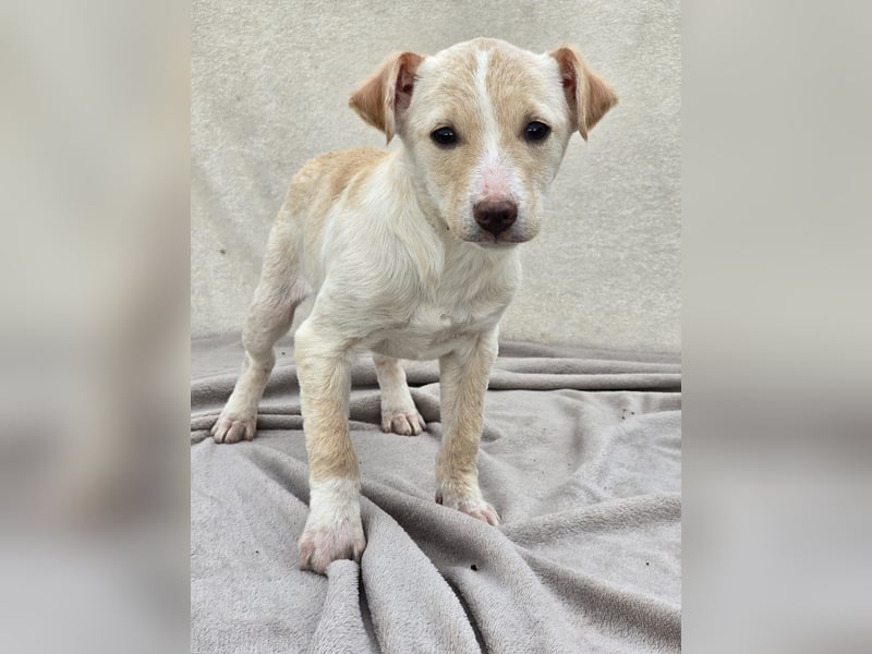 Dattel – wartet darauf entdeckt zu werden!