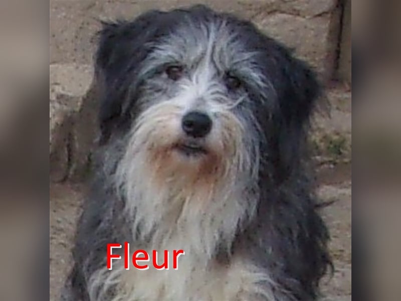 FLEUR ❤ sucht Zuhause oder Pflegestelle