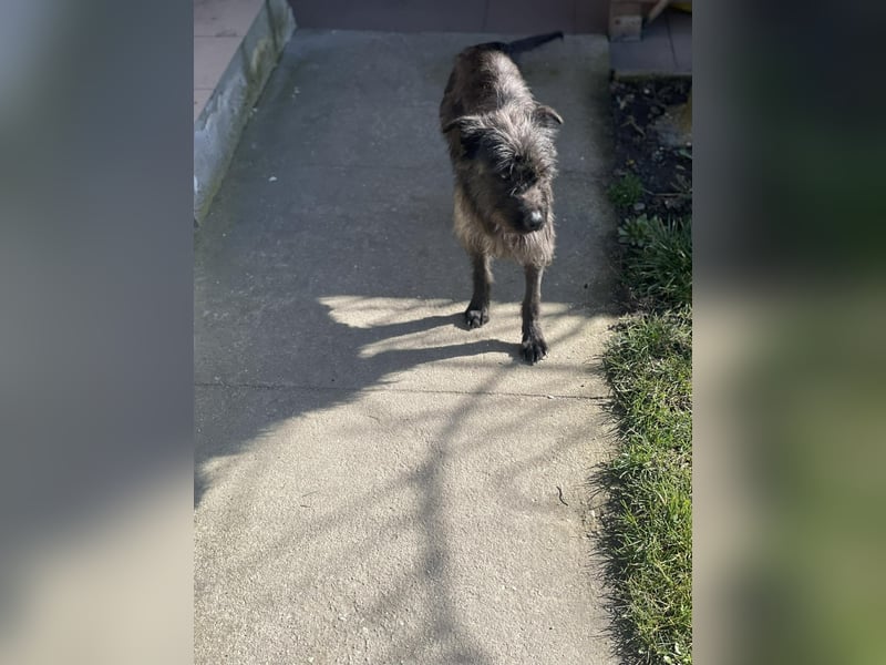 Xana, Hundemama sucht liebevolles Zuhause