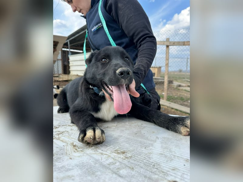 Wolle, lustiger Hundebub sucht sein Glück