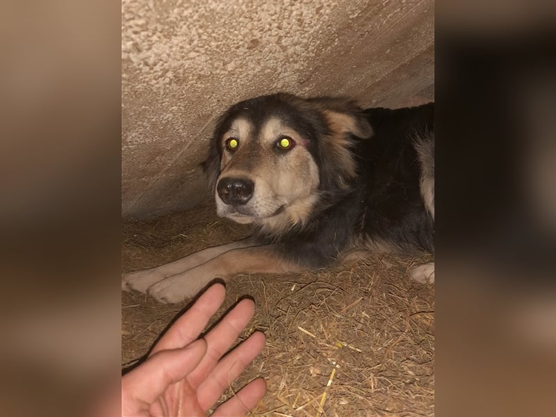STELLA ❤ EILIG! sucht Zuhause oder Pflegestelle