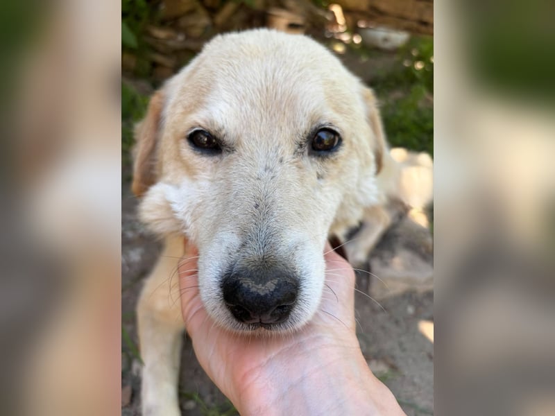 OSKAR ❤ EILIG! sucht Zuhause oder Pflegestelle