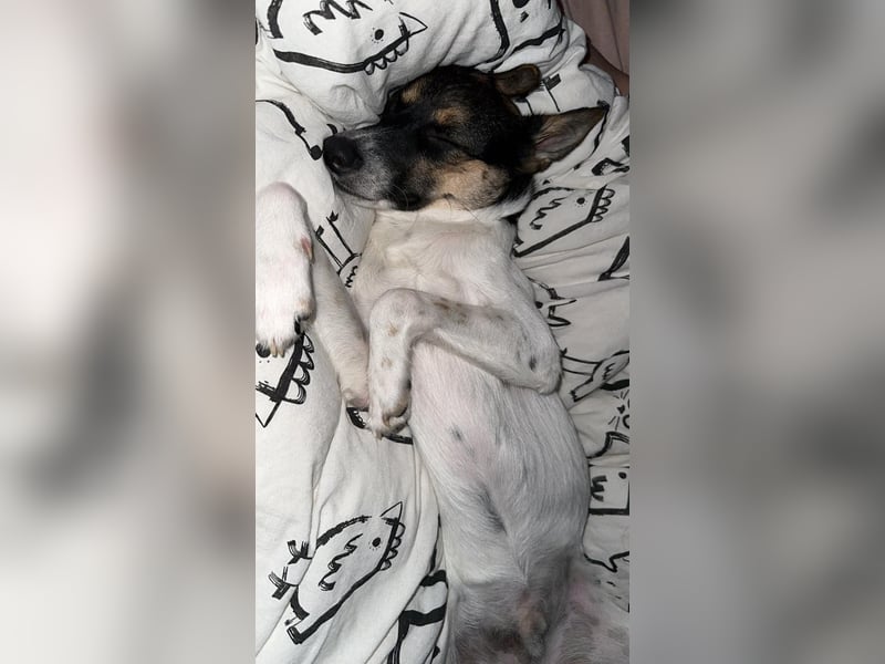 PIKE ❤️ (wird jetzt Spike gerufen)  wartet in 39179 Barleben auf Dich