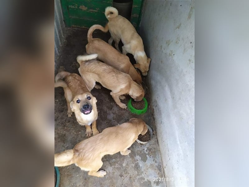 SIMANO ❤ EILIG! sucht Zuhause oder Pflegestelle