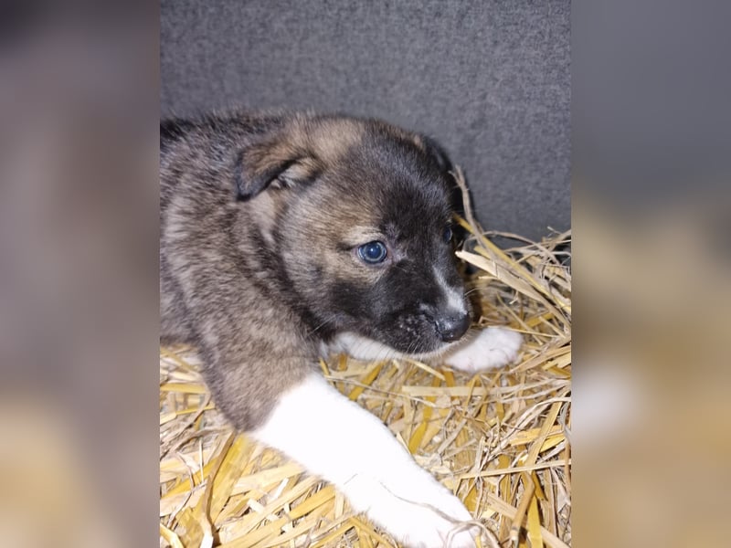 Timi, kleiner Hundemann sucht seine Menschen