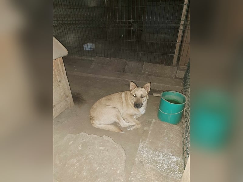 RIKO ❤ sucht Zuhause oder Pflegestelle