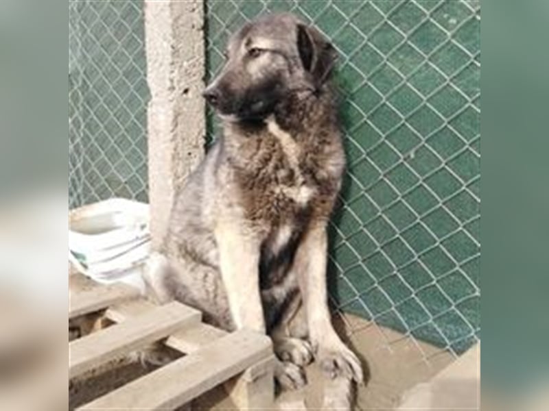 CHLEO ❤ sucht Zuhause oder Pflegestelle