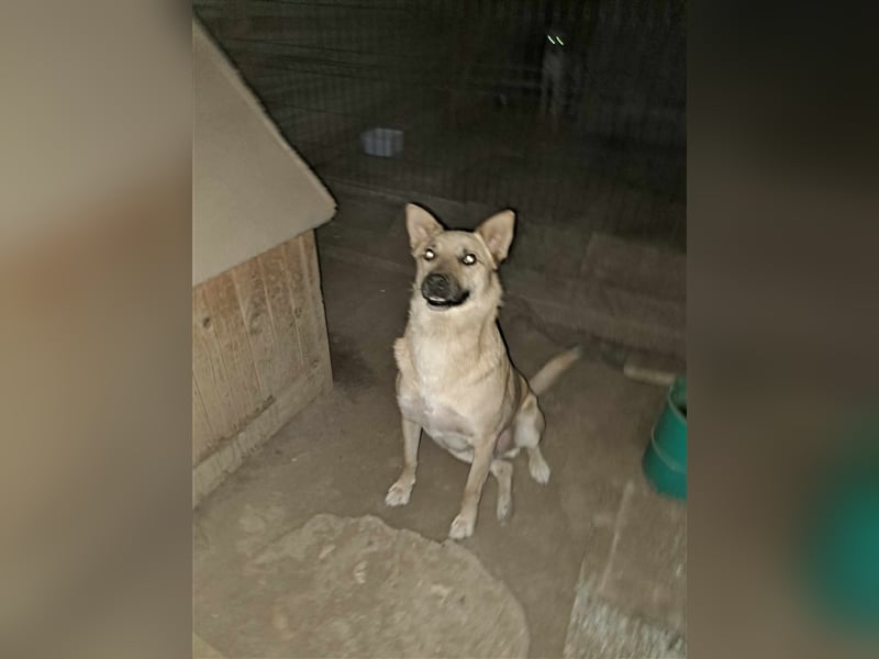 RIKO ❤ sucht Zuhause oder Pflegestelle