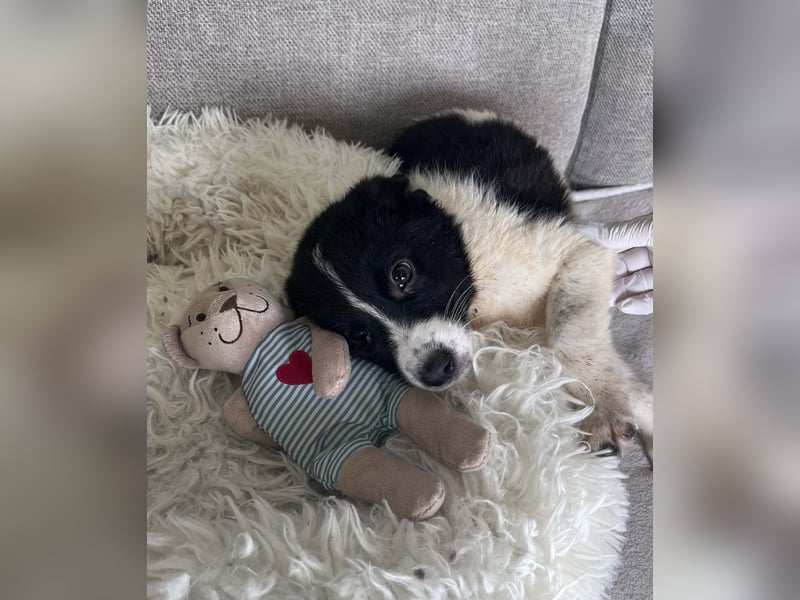 FRITZI ❤️ SEHR EILIG!  sucht Zuhause oder Pflegestelle