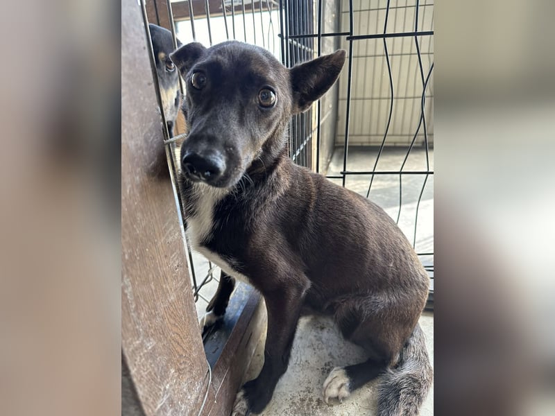 LILITH ❤ sucht Zuhause oder Pflegestelle