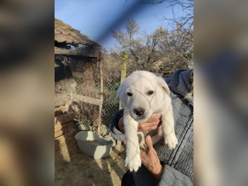 XERA ❤  sucht Zuhause oder Pflegestelle