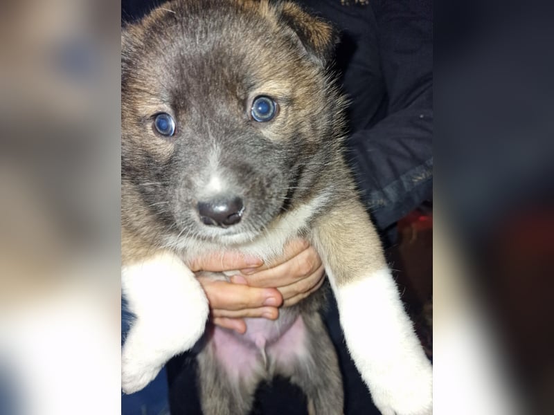 Timi, kleiner Hundemann sucht seine Menschen