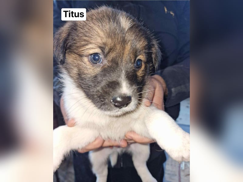 Titus sucht seine Menschen für immer