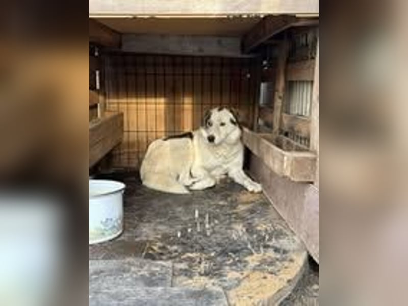 BENNO ❤ EILIG! sucht Zuhause oder Pflegestelle