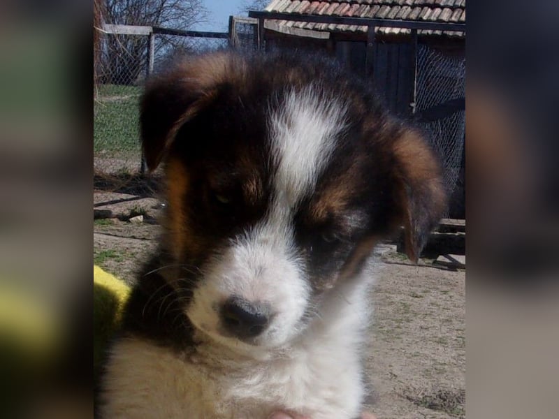 VOGUE ❤ EILIG! sucht Zuhause oder Pflegestelle